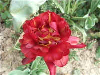 4403e700-Picture 014.jpg